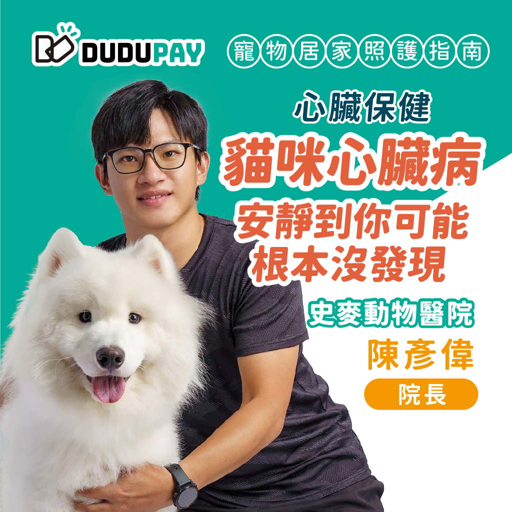 貓咪心臟病怎麼照顧